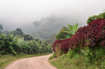 Wall Mural - Rural road through the foggy landscapes towards the cloud forests surrounding the small village of coffee growers in the highlands of Honduras. Santa Barbara National Park