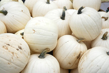 White Pumpkin Harvest In Autumn Season
