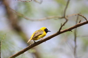 Wall Mural - Slender-billed weaver in Uganda

