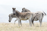 Fototapeta  - african mountain zebra