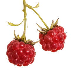 raspberries on a branch. isolated on white background