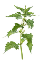 White Dead Nettle Leaves And Flowers On
