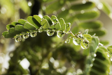 Close Up Of Wet Green Leaves On Twig