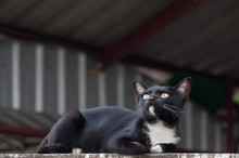 Black Cat Sit Crouched Looking Top View On The Concrete Wall ,selective Focus