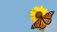 Monarch Butterfly On Sunflower Against Clear Blue Sky - A Business Card Design With Pure Nature Concept