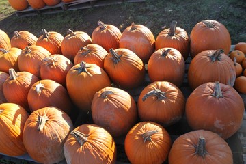 Pumpkin Season