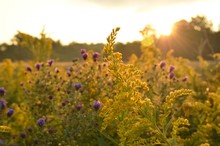 Sunrise Over Beautiful Country Field And Roadside Flowers