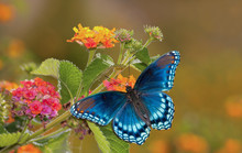 Beautiful Red Spotted Purple Admiral Buterfly On Colorful Lantana Flower In Sunshine