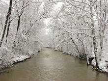 Snow Covered Trees Arching Over River