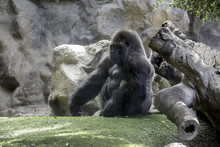 Big Gorila