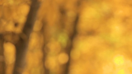 Fototapete - Out of focus autumn leaves
