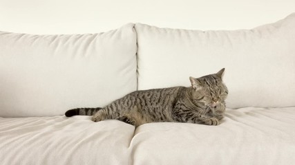 Wall Mural - Cat relaxing and licking paw on white sofa in living room