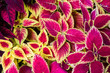 Colourful Coleus blumei (Plectranthus scutellarioides) plants
