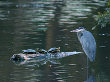 Great Blue Heron With Three Turtles In A Pond