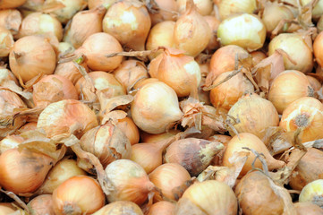 Canvas Print - planting onion