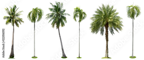 Fotografía Palm trees isolated collection on white background