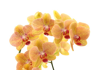 Sticker - beautiful yellow orchid