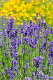 Fototapeta Lawenda - lot of flowers of violet lavender blooming in garden
