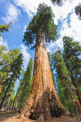 Giant Sequoia trees