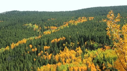 Fototapete - Yellow aspens in alpine forest in the Autumn