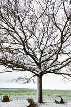 Old Bare Oak Tree In The Winter Time, Leafless Plant In Cold Season Time 