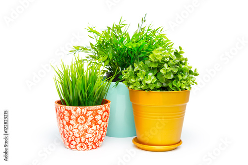 Cuadros en Lienzo Potted house plant isolated in white background