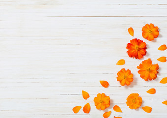 Wall Mural - orange summer flowers on white wooden background