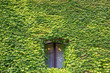 One window on the old brick wall covered with green leaves.