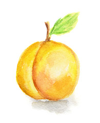 Wall Mural - Isolated watercolor apricot on white background. Soft and sweet fruit.