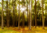 Fototapeta Las - beech forest with long trunks  in the warm light of the autumn sun