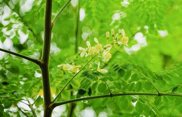horse radish tree