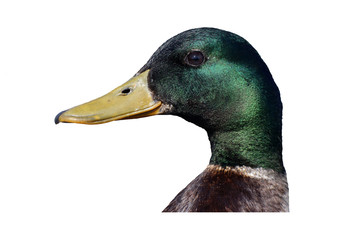 Wall Mural - mallard, anas platyrhynchos