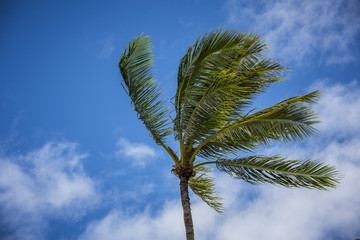 palm