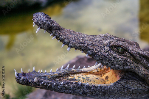 Plakat Krokodyl