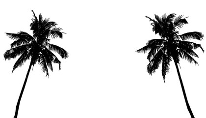 realistic silhouettetropical coconut palm tree, black silhouettes and outline contours on white back