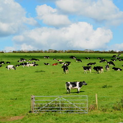 Wall Mural - Herd of Holstein Friesians breed of dairy cows graze on a farmland in Dorset, England