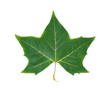 © ddukang - Green maple leaf  on the white background