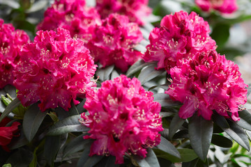 Wall Mural - rhododendron pink red flowers in sunlight