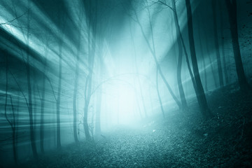 Magical blue color sun rays in the foggy forest landscape. 