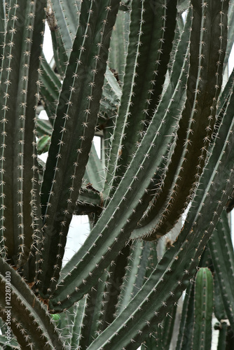 Cuadros en Lienzo Cactus in Queen Sirikit Botanic Garden