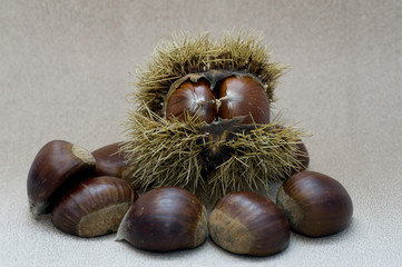 chestnuts