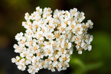 Achillea Millefolium Or Yarrow Or Common Yarrow Flowers. Close-up Of White Yarrow Flowers.