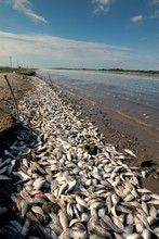 The Mass Death Of Fish In The State Of Texas. The Colorado River