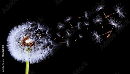 Valokuvatapetti Silhouettes of dandelion