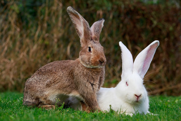 two rabbits on a green