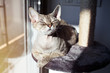 Gorgeus Devon Rex cat is feeling comfortable, sitting on her favorite place at home - at scratching post and enjoying warm sun light entering through the window 