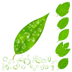 Poster - Fresh Leaves With Water Drops Set