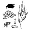 Cardamom vector hand drawn illustration set with plant and seeds