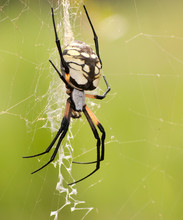 Female Argiope Aurantia, Writing Spider Waiting For Prey In Her Web Against Green Summer Background