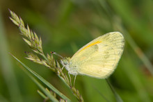 Dainty Sulphur Butterfly, The Smallest North American Pierid, Resting On Grass